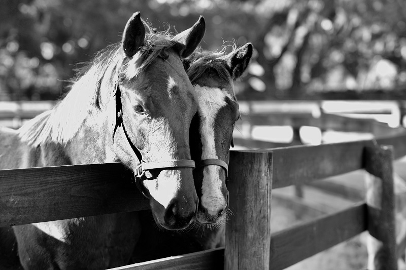 National Horse Protection Day