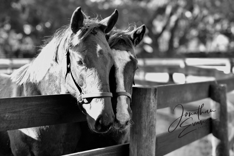 Focused on Horses 