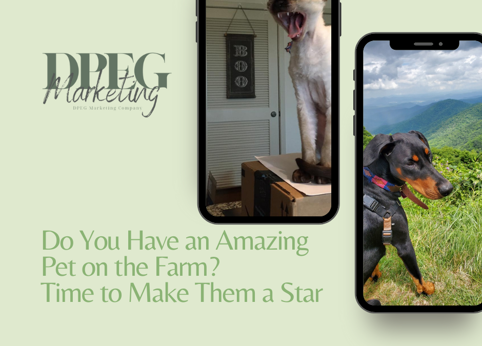 Do You Have an Amazing Pet on the Farm? Time to Make Them a Star