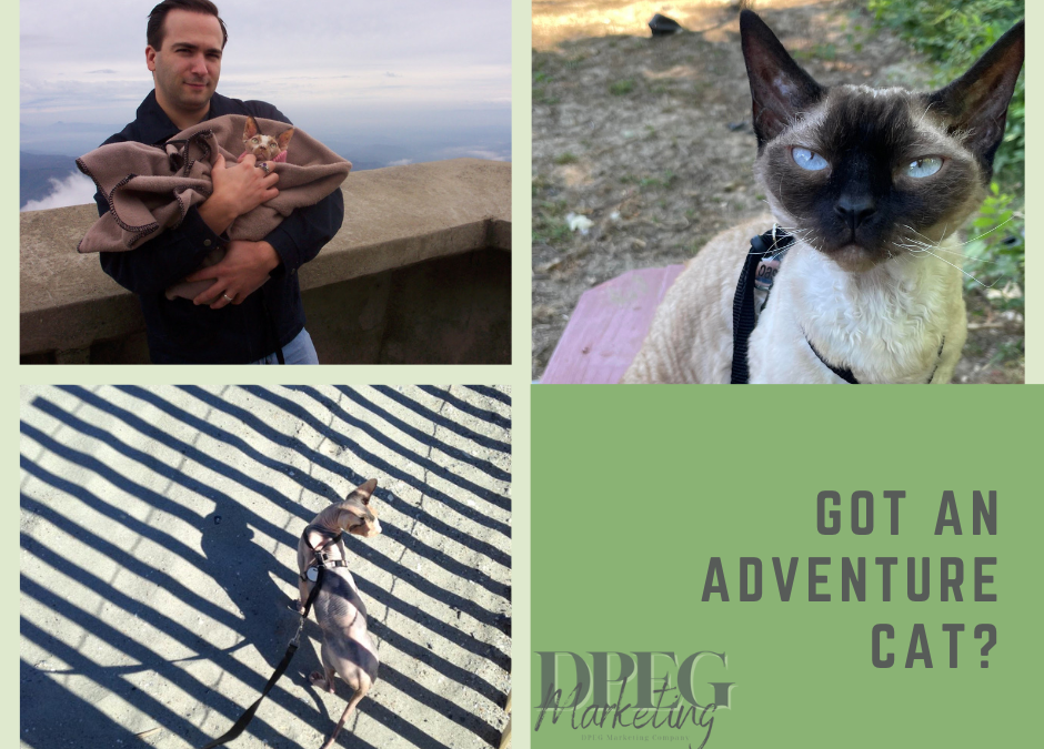 Got an Adventure Cat?