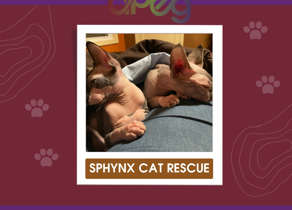 Sphynx Cat Rescue: How to NOT Become a Foster Fail